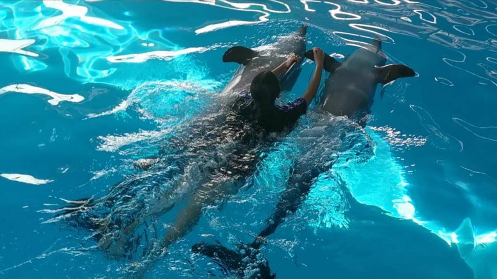 Swim with Dolphins at Pattaya Dolphinarium