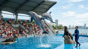 The Only Pattaya Dolphinarium Guide You'll Ever Need