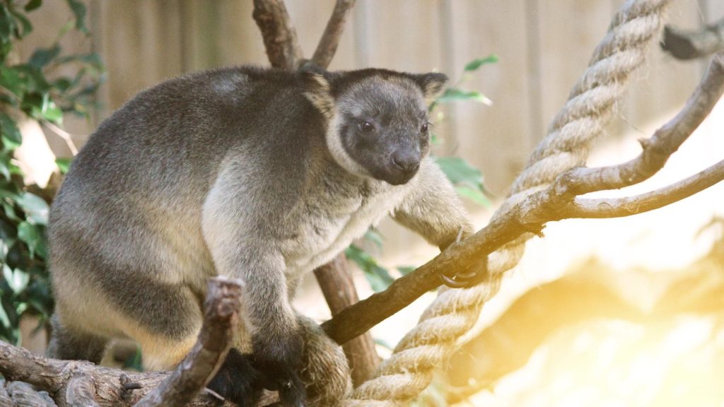 Dreamworld gold coast wildlife