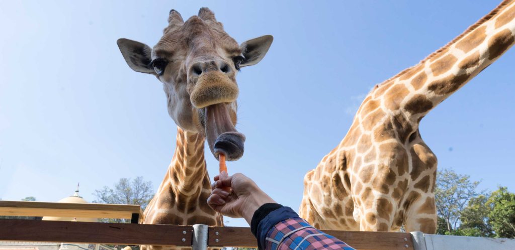 animal encounter at Taronga Zoo