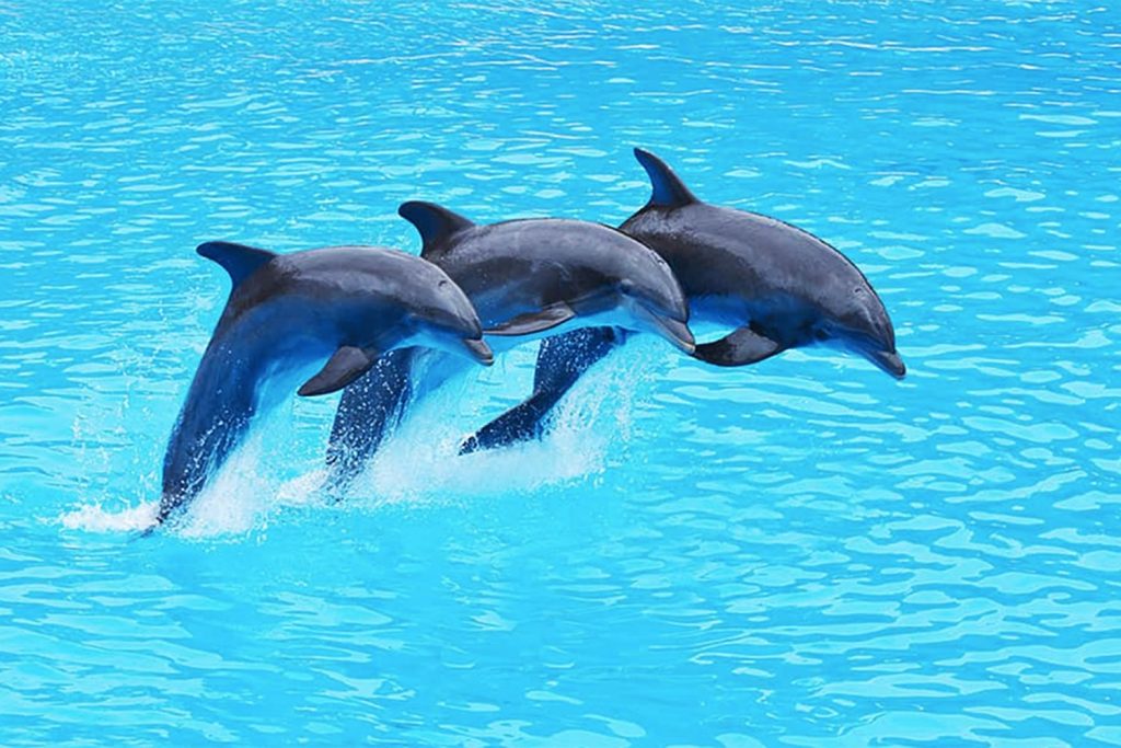 pattaya dolphinarium
