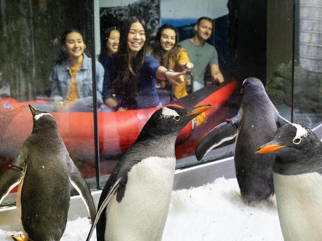 penguin expedition sea life sydney