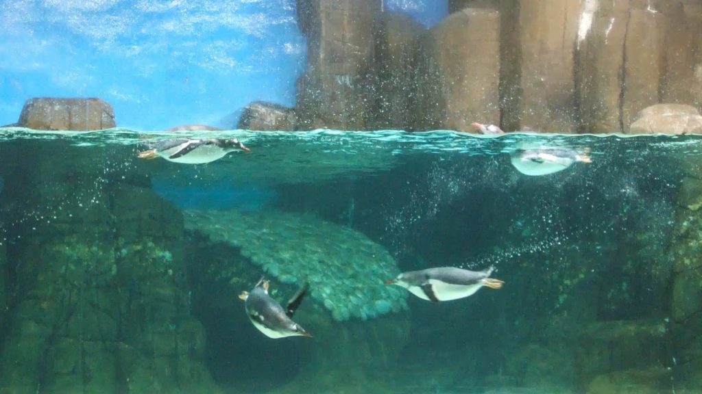 sea life melbourne tickets