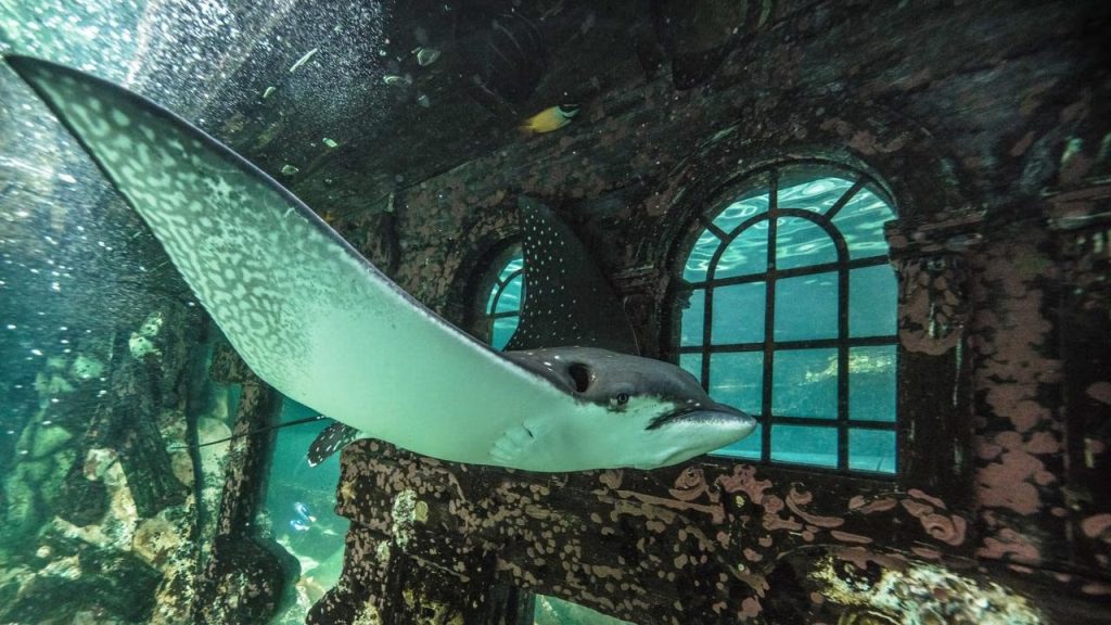 Sea life sydney aquarium ticket