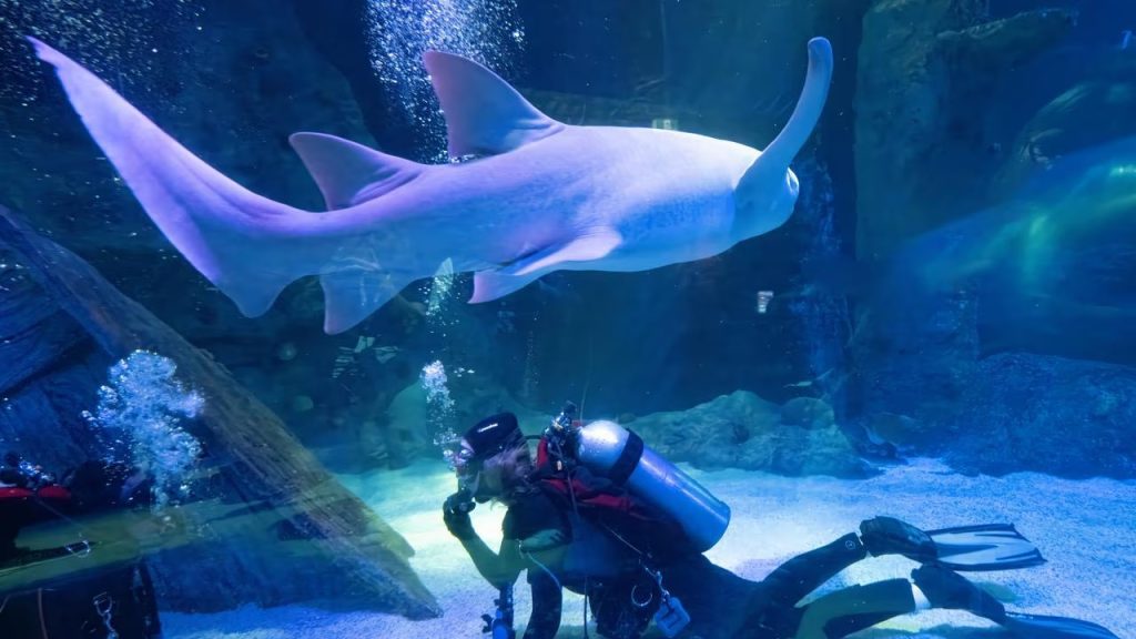 shark dive xtreme at sea life melbourne
