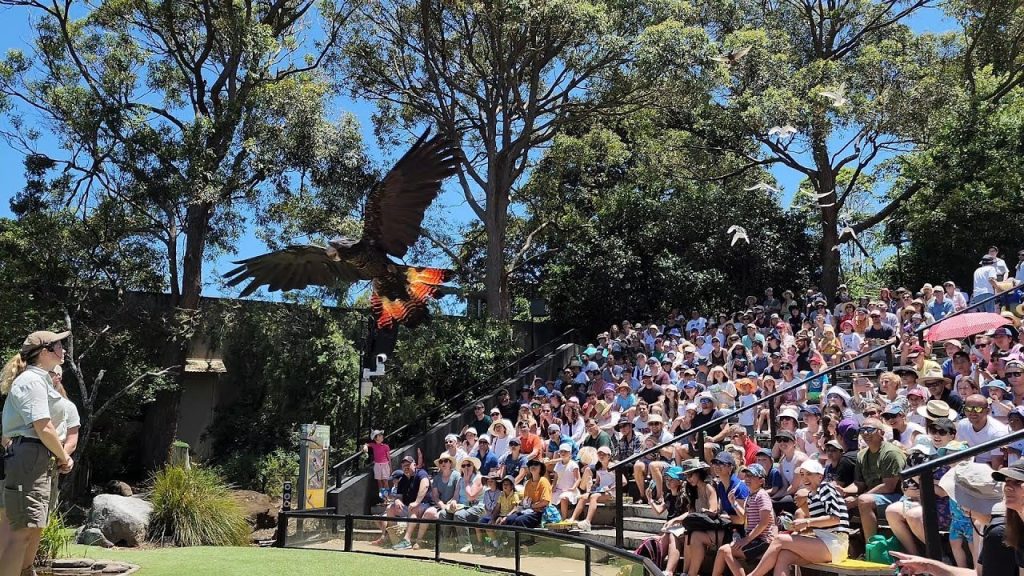 taronga zoo free flight bird show