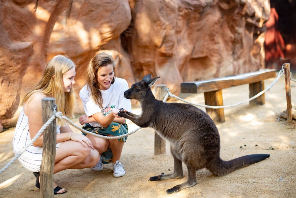 Kangaroo at Wild Life Sydney Zoo