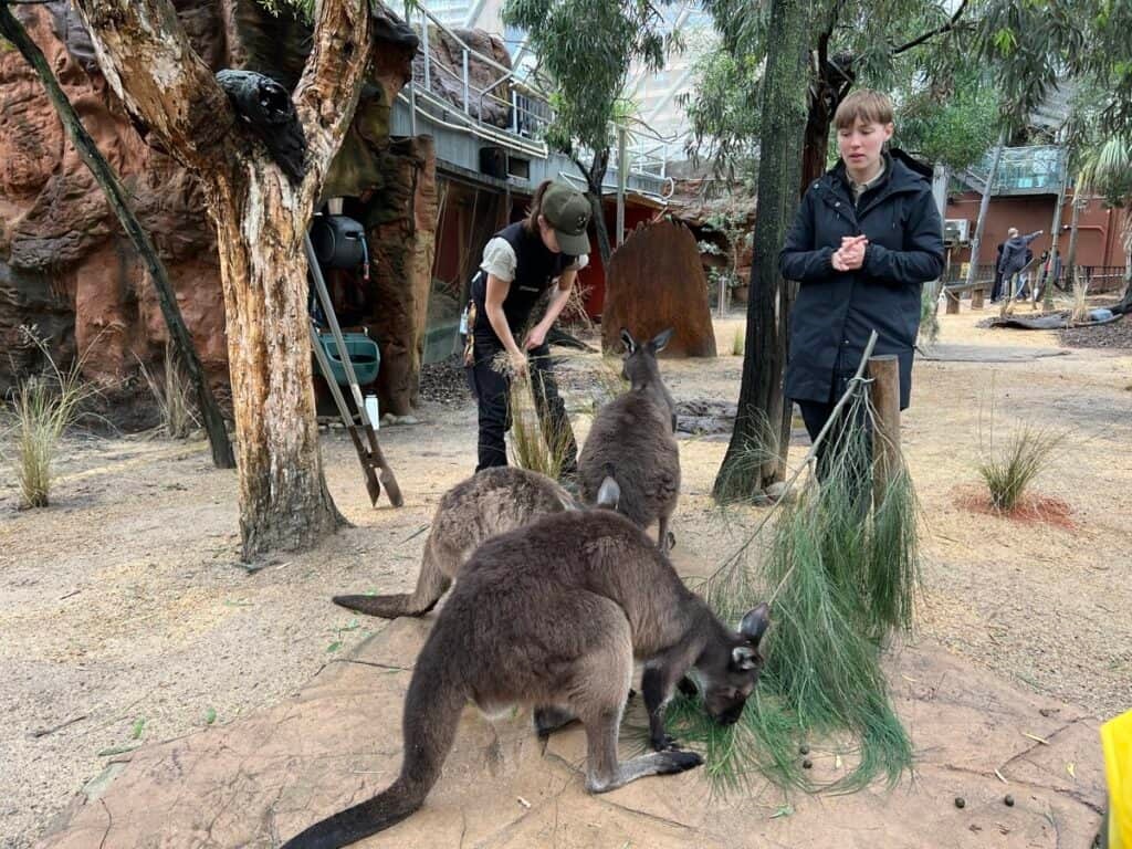 Kangaroos at WILD LIFE SYDNEY ZOO