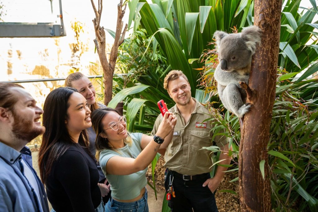 Koala Encounter WIld Life Sydney Zoo