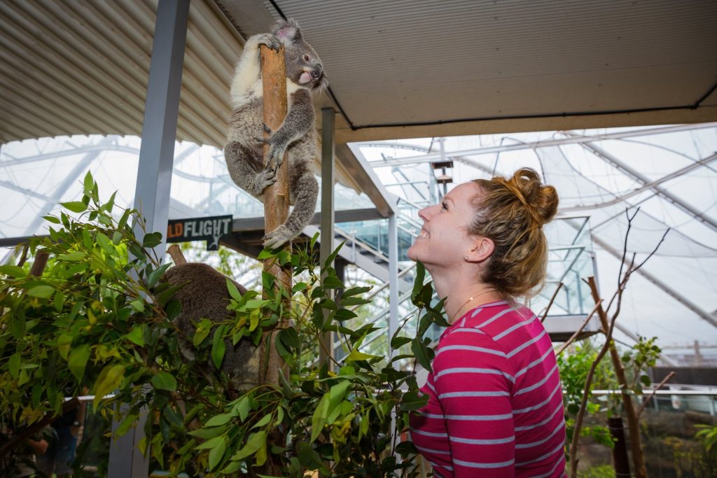 Koalas at WILD LIFE SYDNEY ZOO