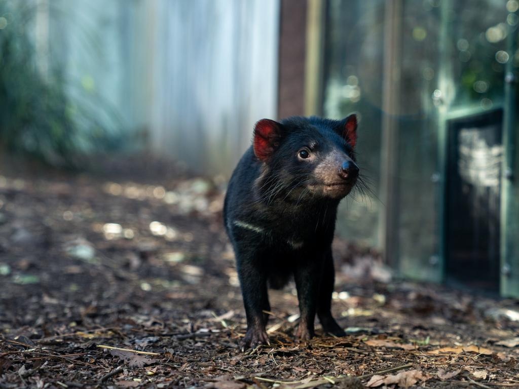Tasmanian Devil at WILD LIFE SYDNEY