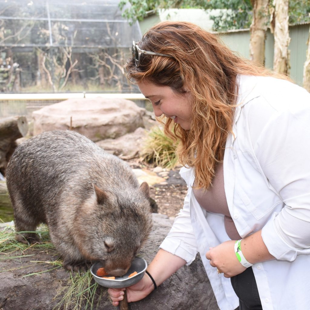 Wombats at WILD LIFE Sydney