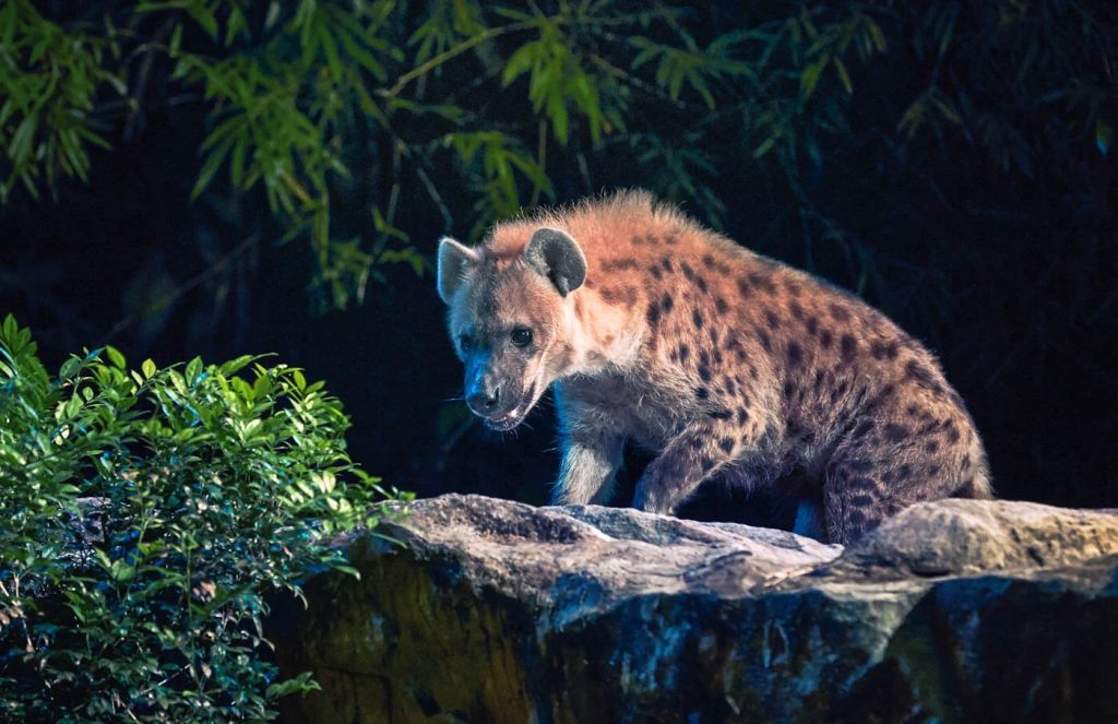 Animals at Singapore Night Safari