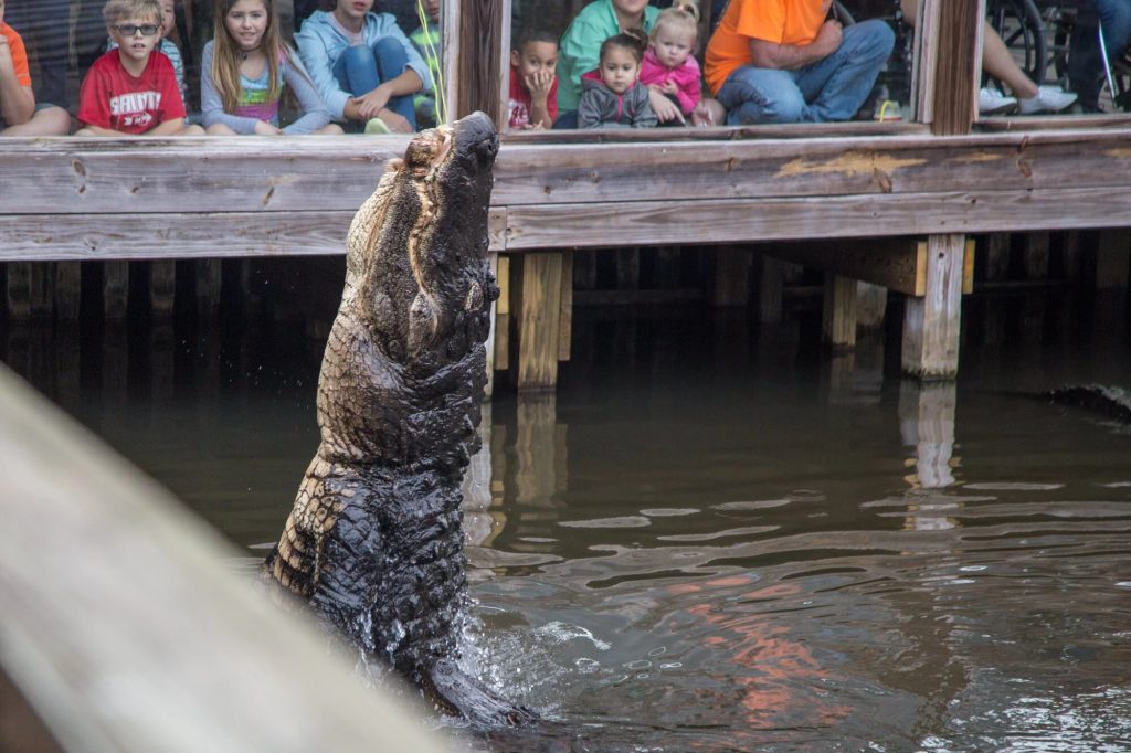 Gatorland Orlando
