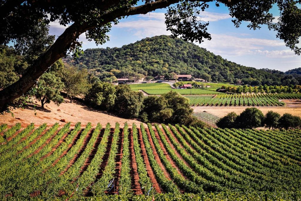 Napa & Sonoma wine country