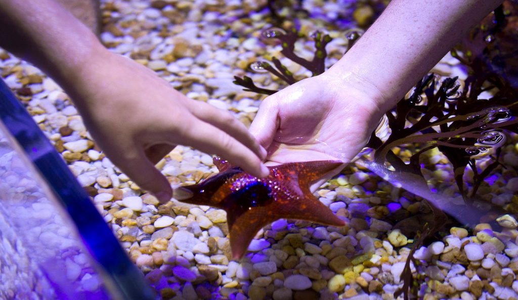 SEA LIFE Orlando Starfish Touchpool