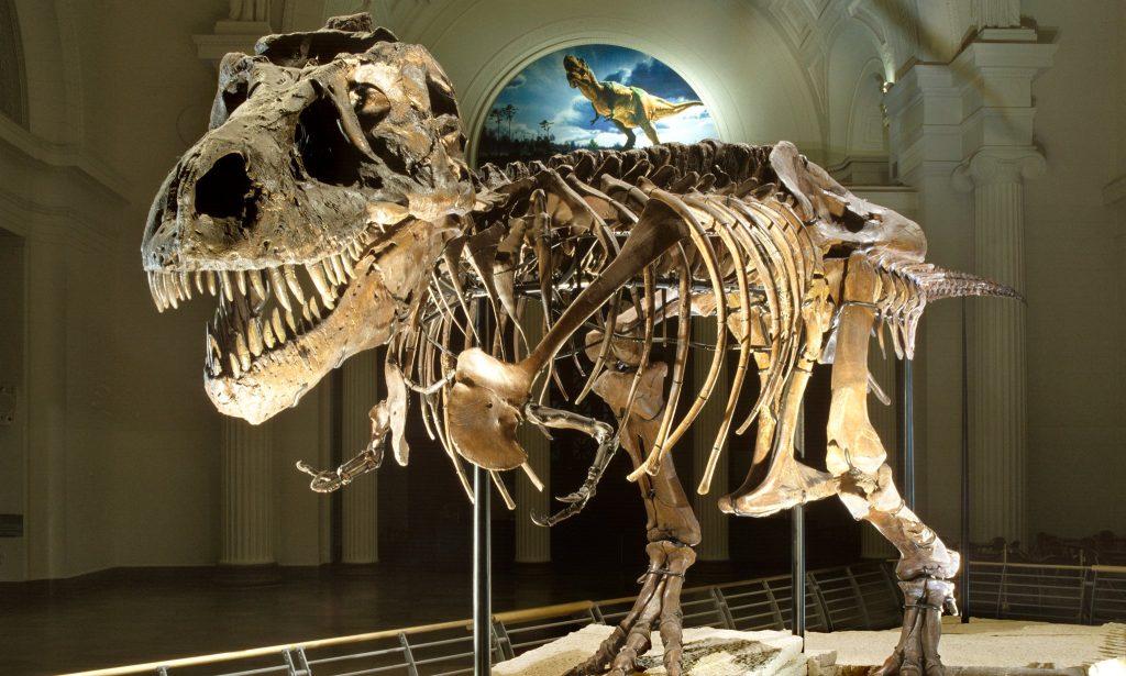 SUE the Trex at Field Museum