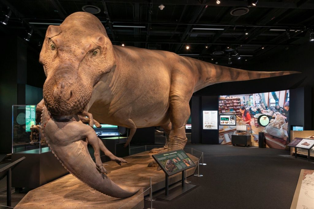 SUE the Trex at Field Museum Chicago