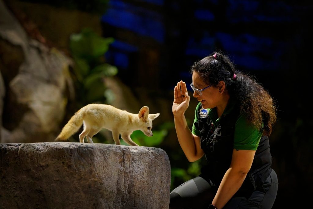 Singapore Night Safari Tickets