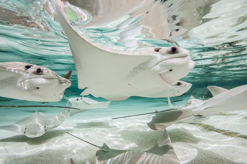 Stingray Touch Exhibit at Shedd Aquarium