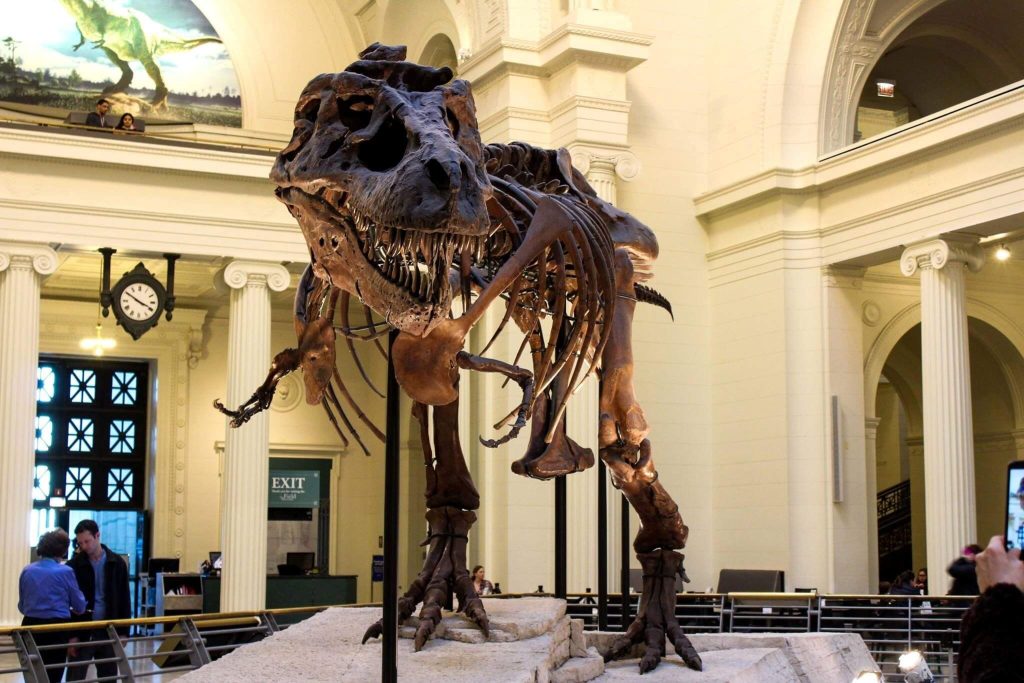 Trex Field Museum of Natural History Chicago