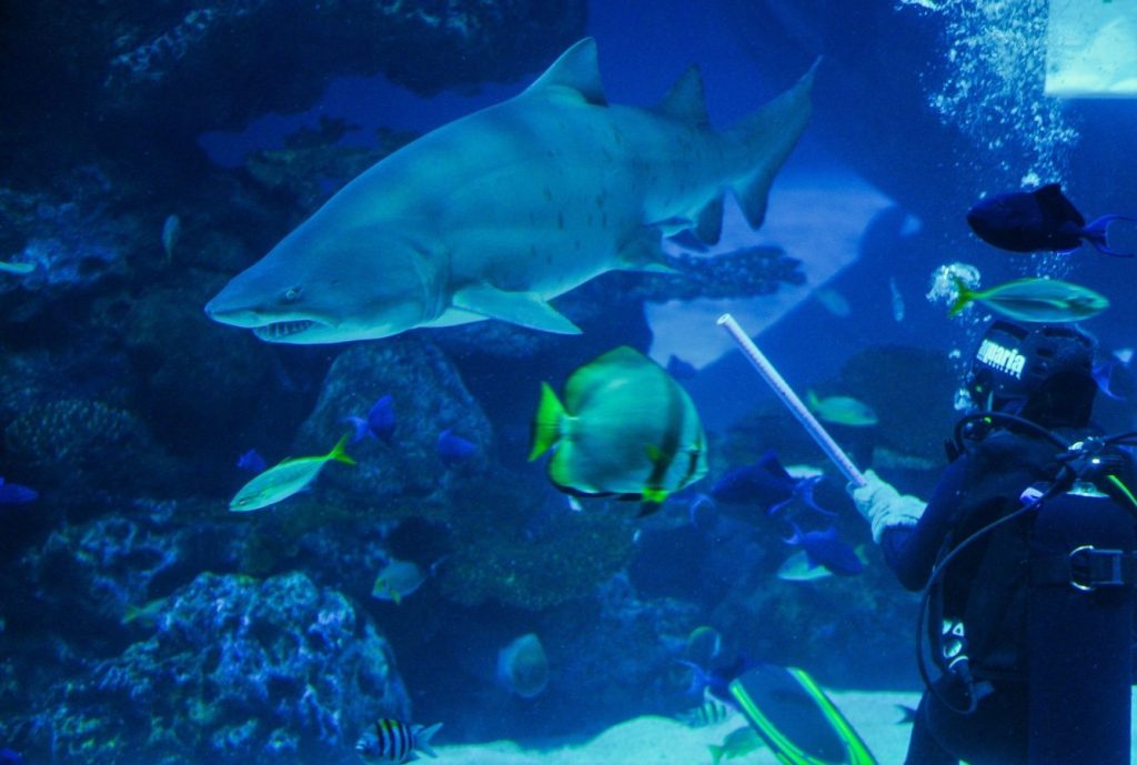 Aquaria Phuket Dive with Sharks Experience