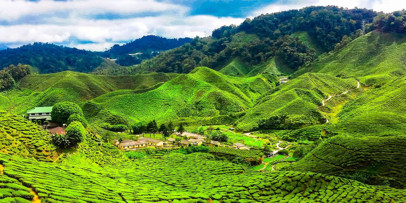 Cameron Highlands Malaysia