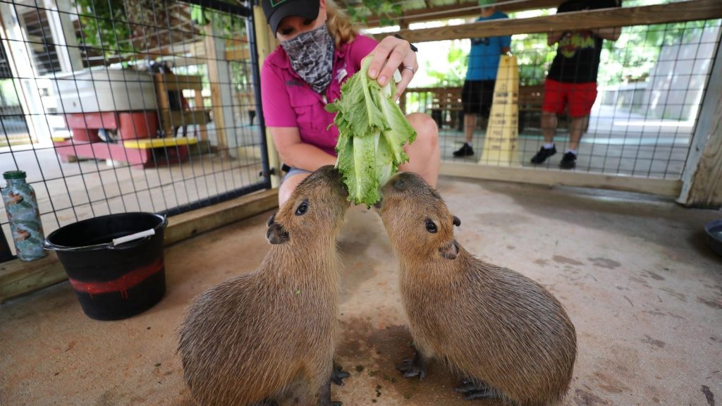 Capybara Encounter at Flamingo Island Gatorland
