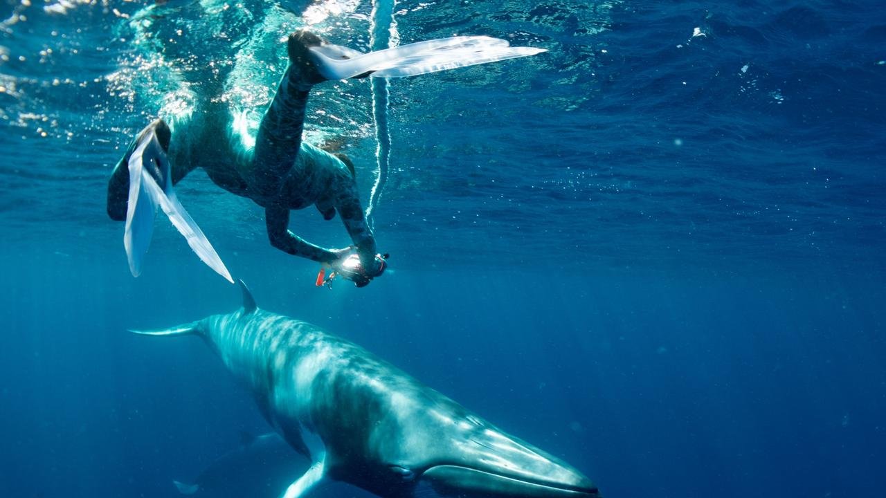 Dwarf minke whale encounters Cairns