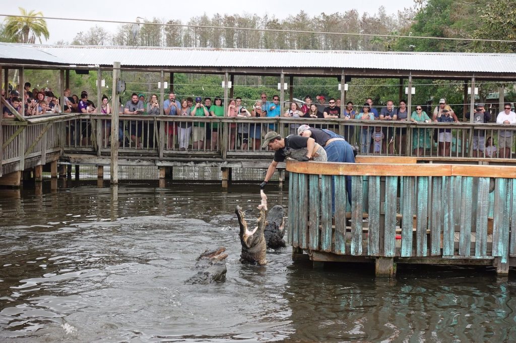 Gator Jumparoo Gatorland