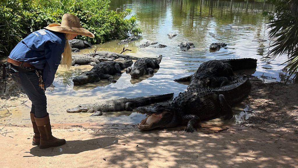 Gatorland Alligators