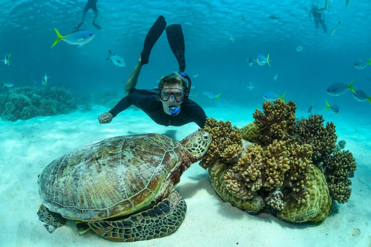 Great Barrier Reef Snorkelling and diving tours