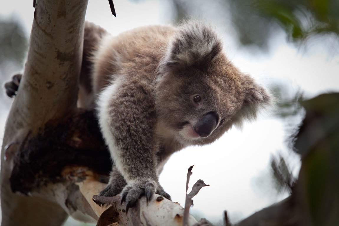 Koala Conservation Reserve on Phillip Island