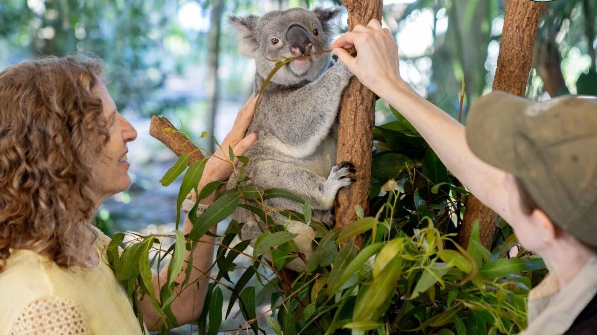 Lone Pine Koala Sanctuary Brisbane