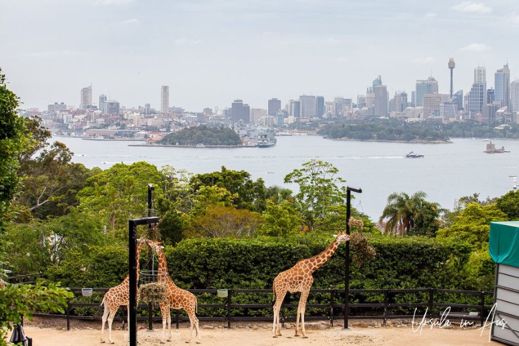 Taronga Zoo Sydney