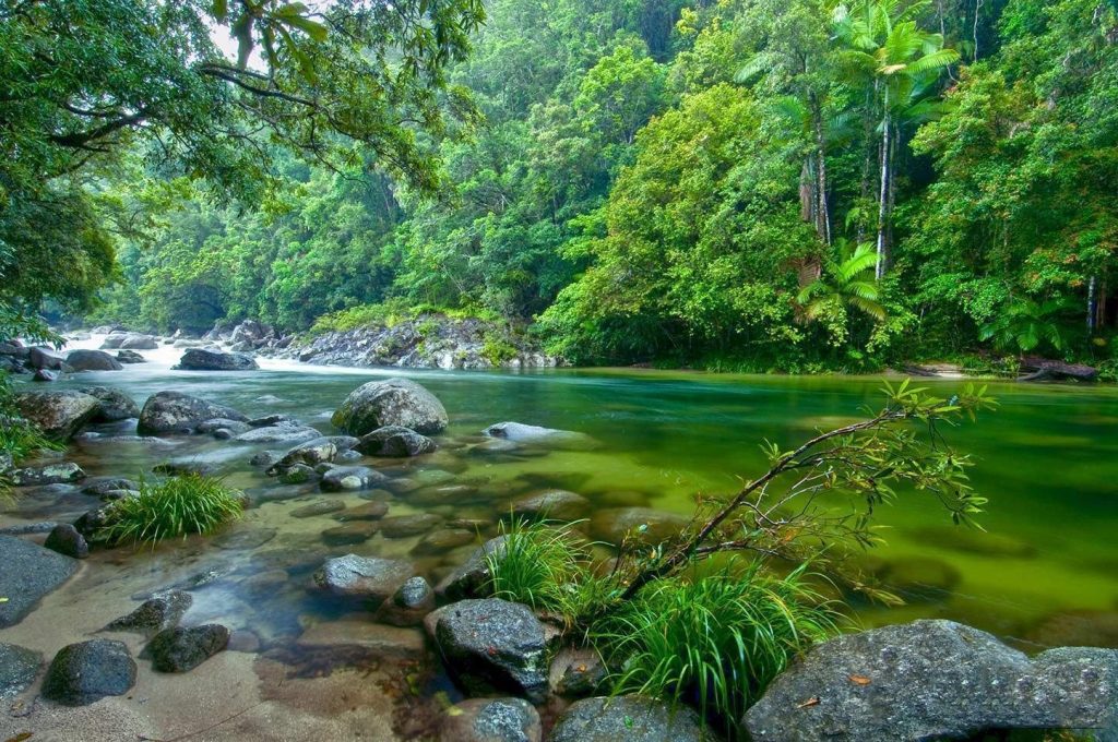 The Daintree Rainforest Cairns