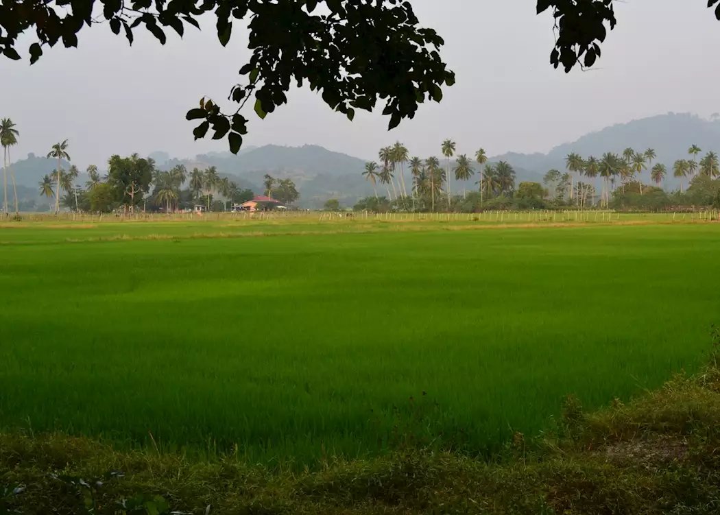 The rice paddy retreats inland Langkawi