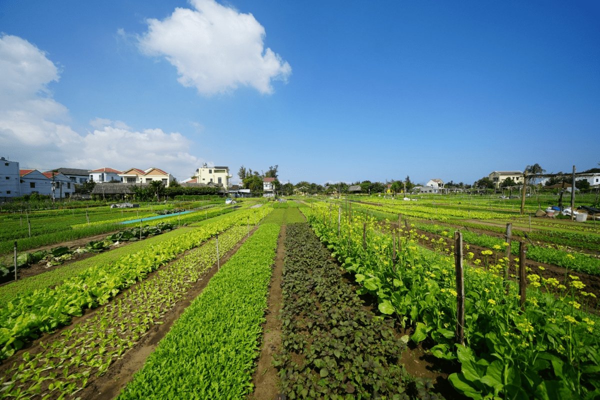 Tra Que Vegetable Village, Hoi An