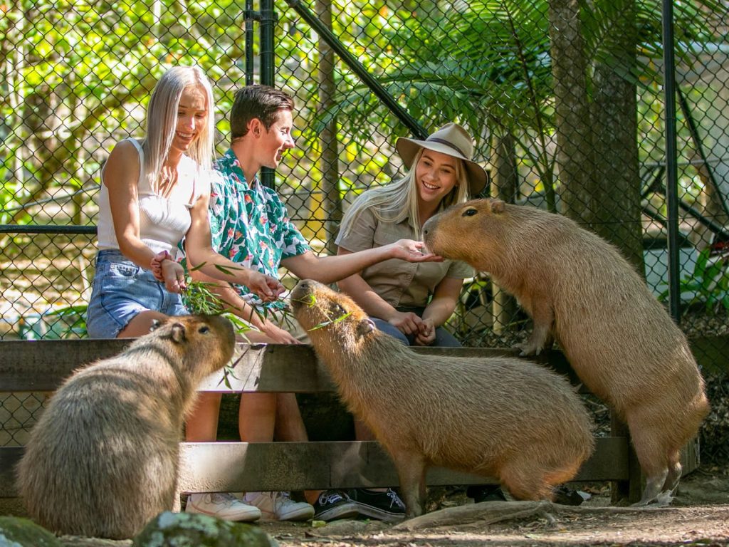 Currumbin Wildlife Sanctuary, Gold Coast
