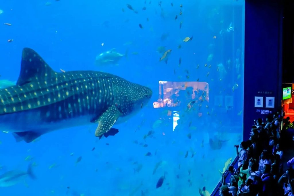 Kuroshio Sea tank, Okinawa