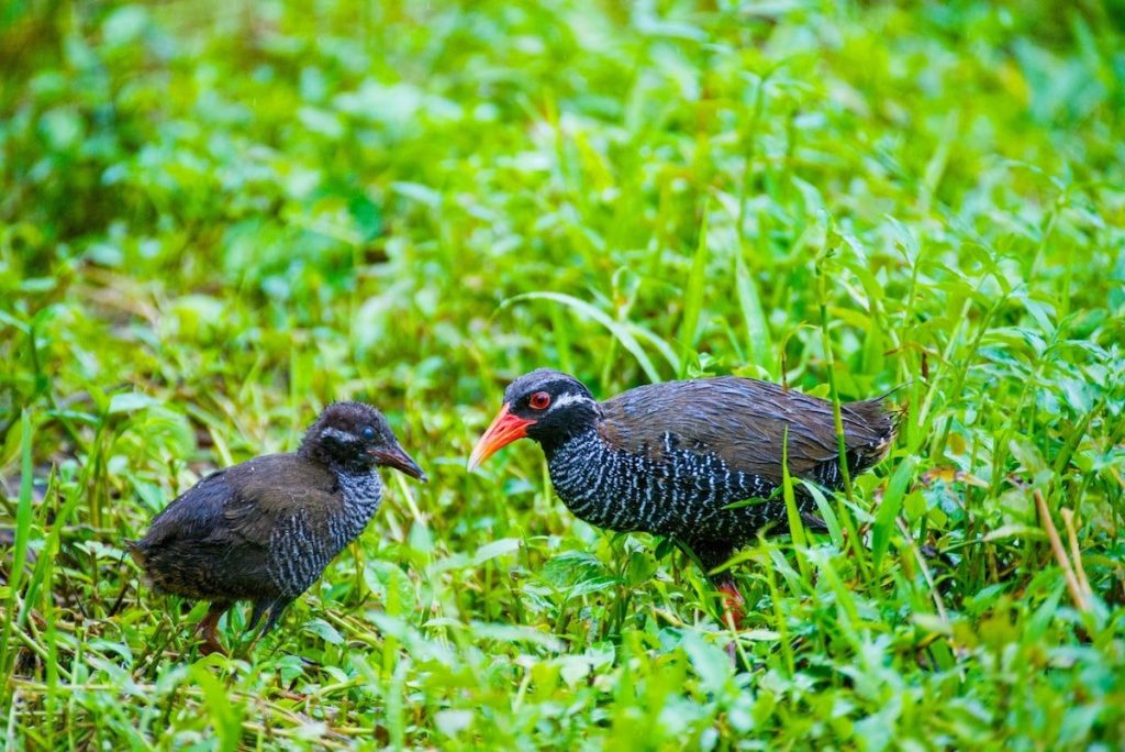 Okinawa Rail (Yambaru Kuina)
