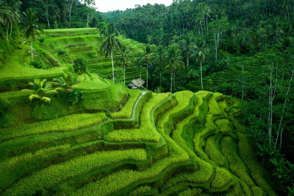 Tegallalang Rice Terrace, Bali