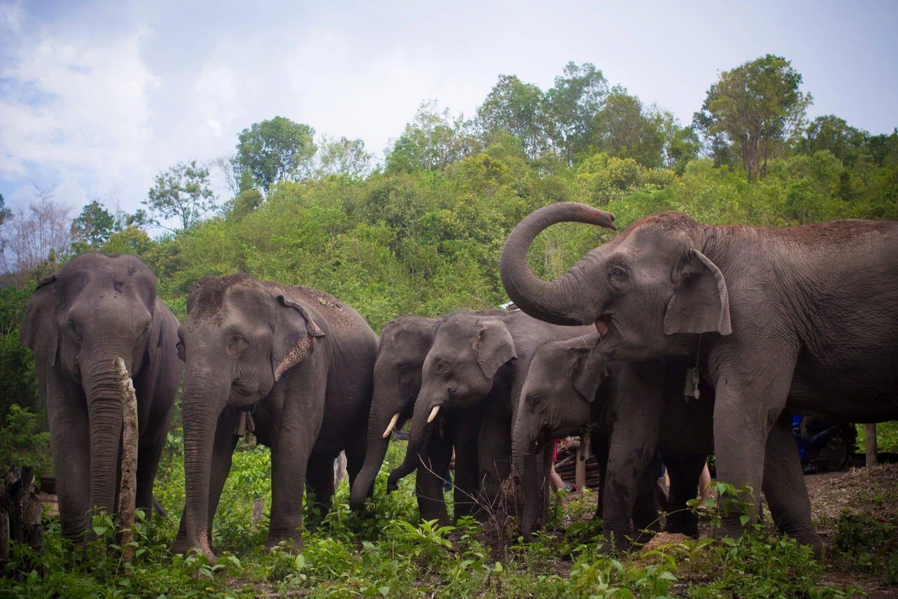Hug Elephant Sanctuary, chiang mai