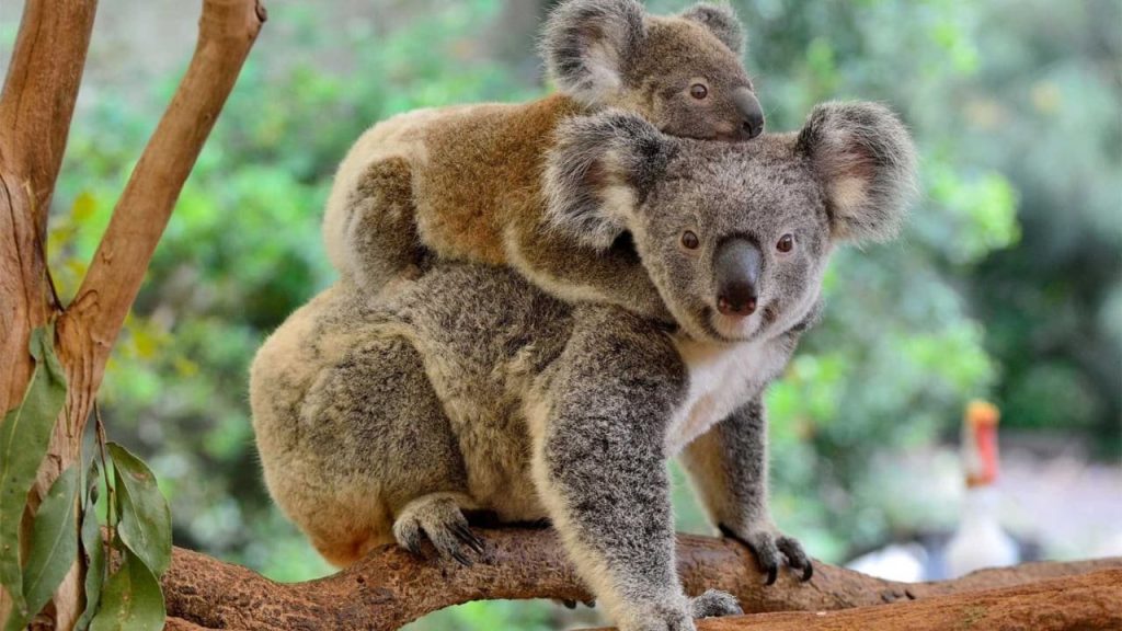 Lone Pine Sanctuary, Brisbane
