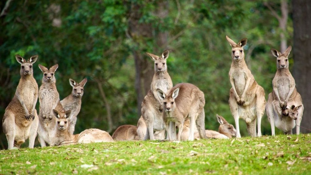 Lone Pine Sanctuary brisbane