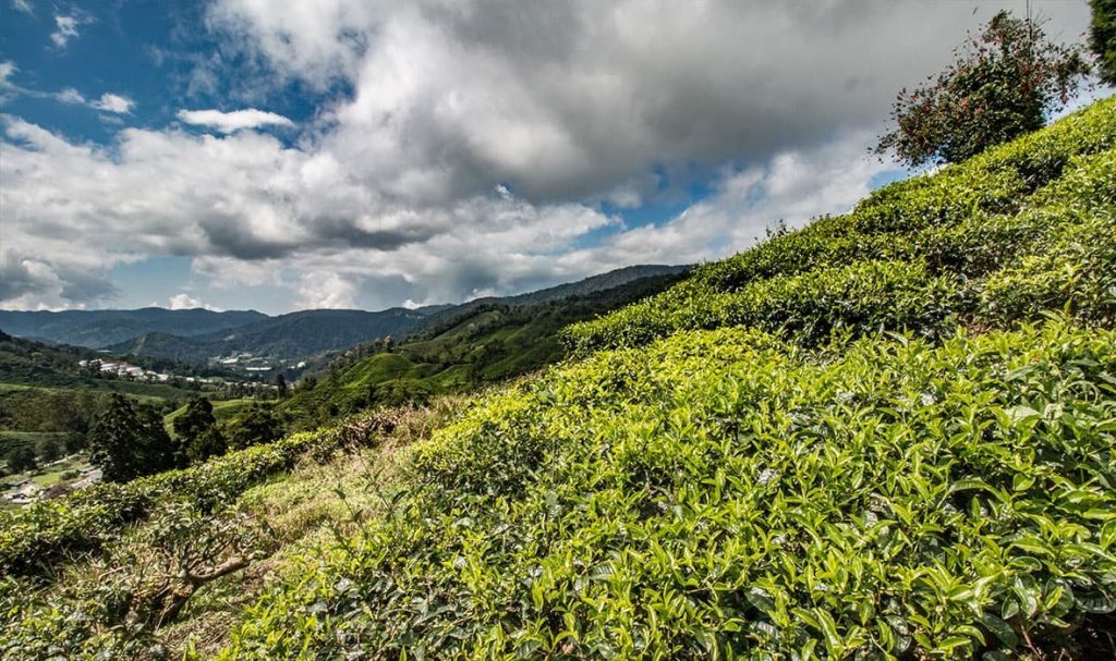 Tea Plantations, KL